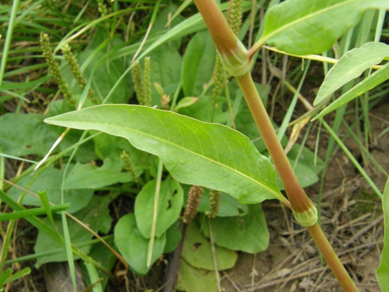 Pennsylvania Smartweed