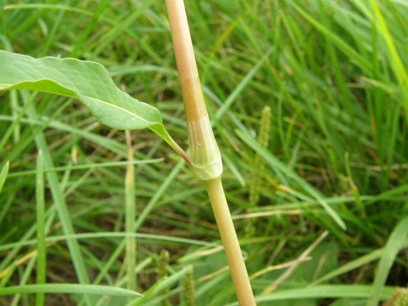 Pennsylvania Smartweed
