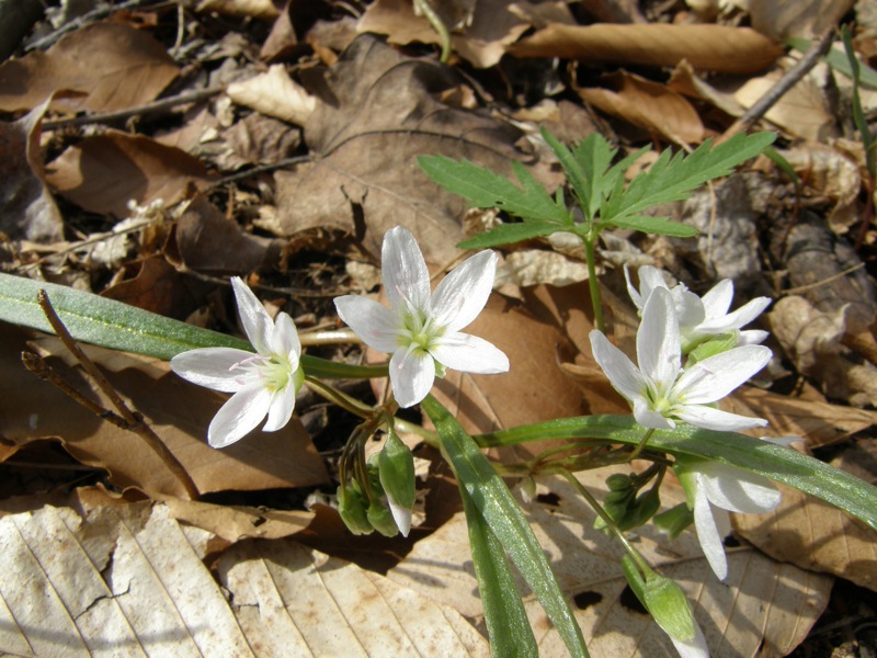 Spring Beauty