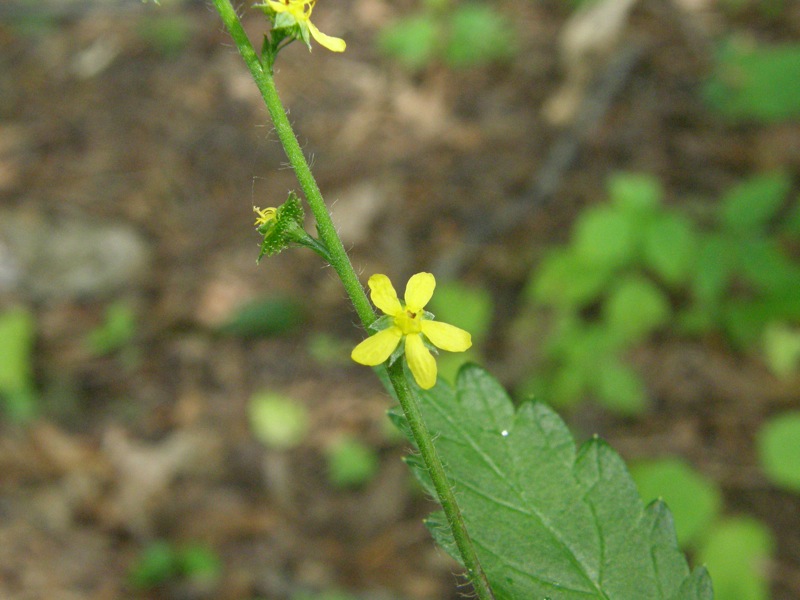 Common Agrimony