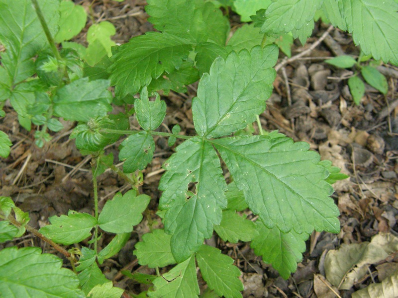 Common Agrimony