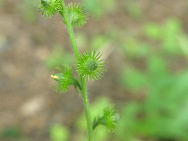 Common Agrimony