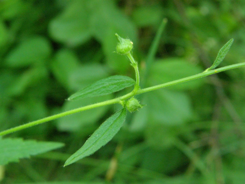 White Avens