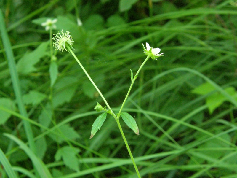 White Avens