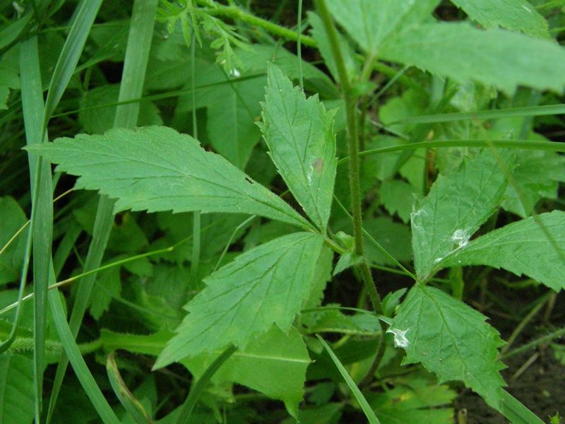White Avens