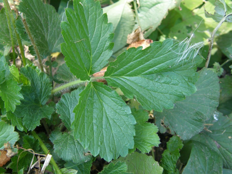 Yellow Avens