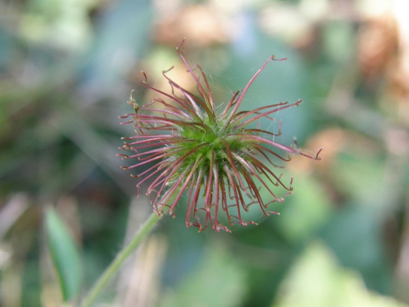 Yellow Avens