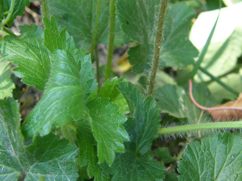 Yellow Avens