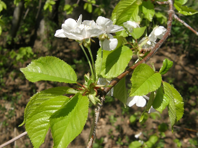 Japanese Cherry