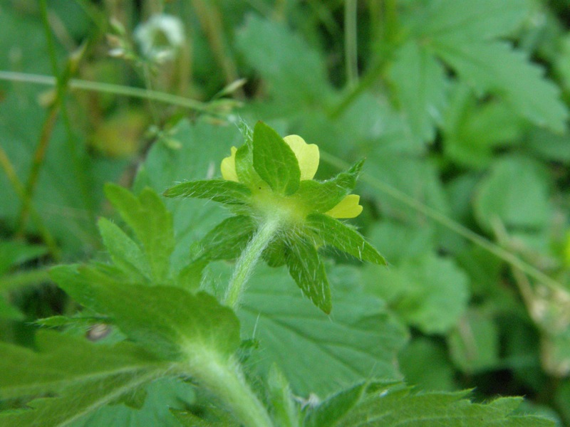 Rough Cinquefoil