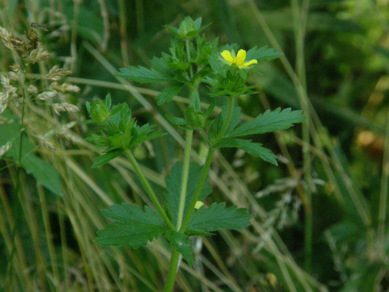 Rough Cinquefoil