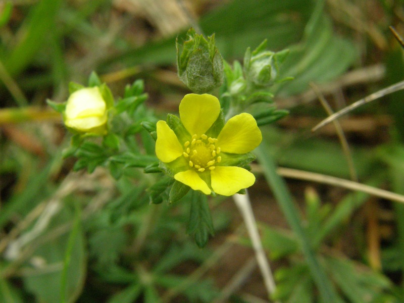Silvery Cinquefoil