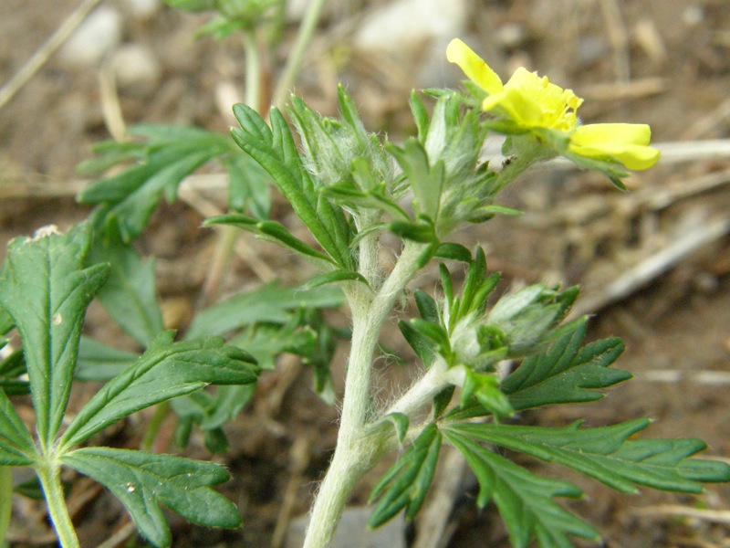 Silvery Cinquefoil