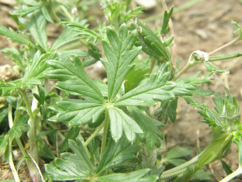 Silvery Cinquefoil