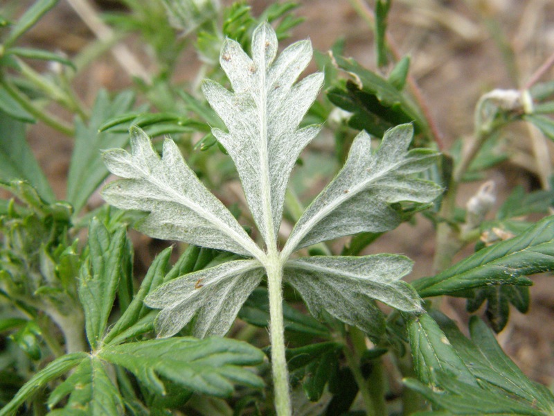 Silvery Cinquefoil