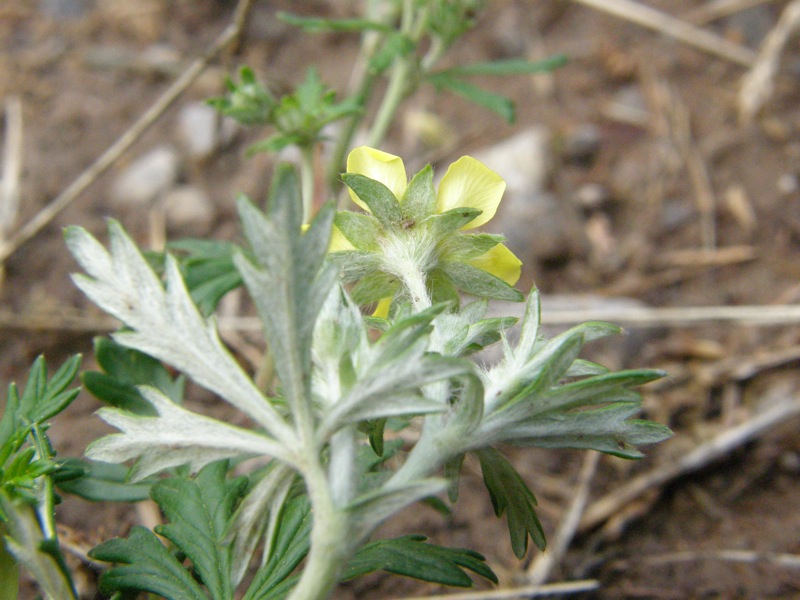 Silvery Cinquefoil