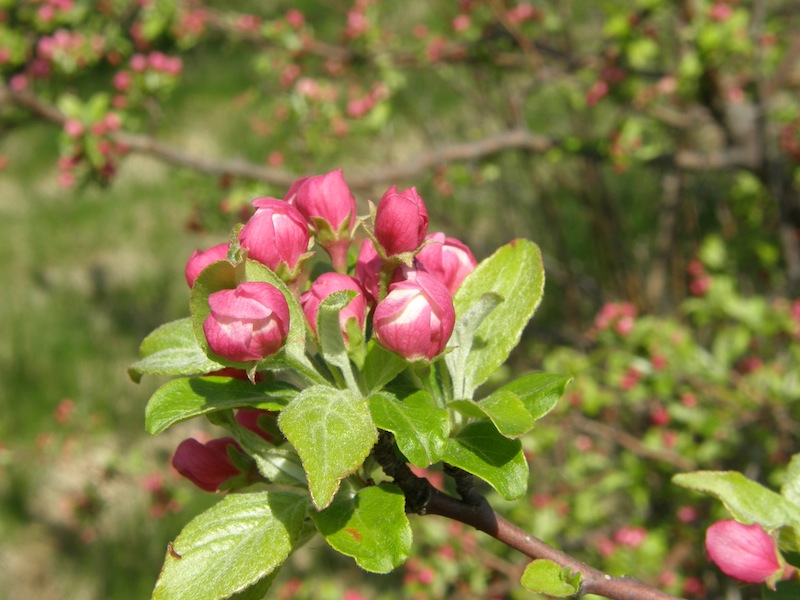 Crab Apple