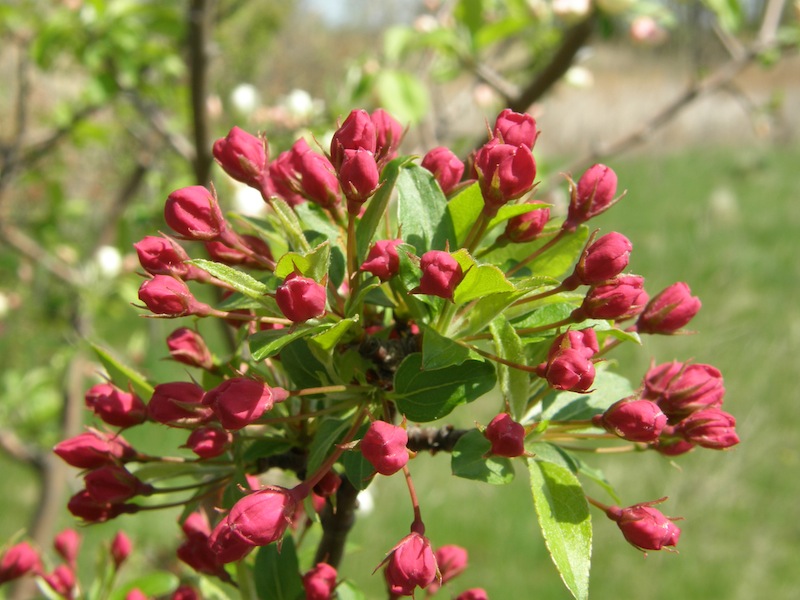 Crab Apple