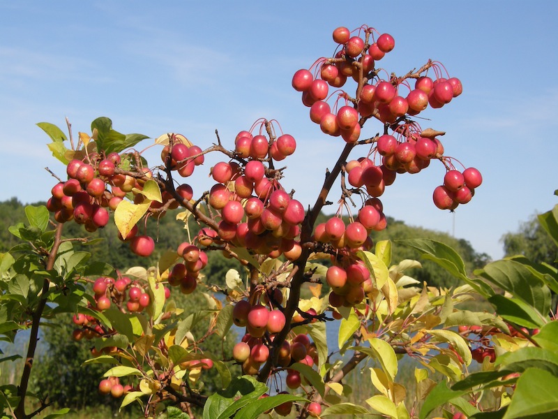 Crab Apple