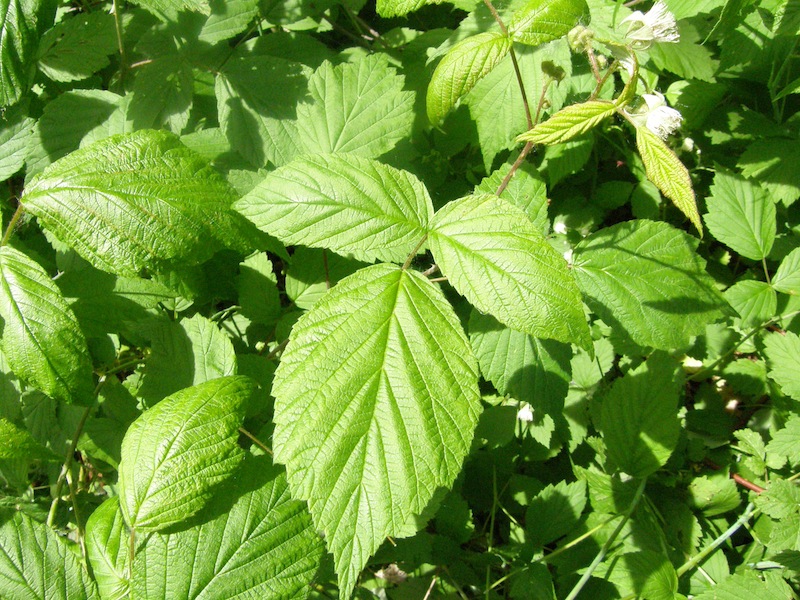 Black Raspberry