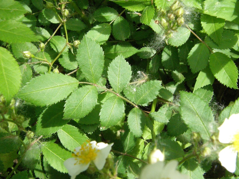 Multiflora Rose