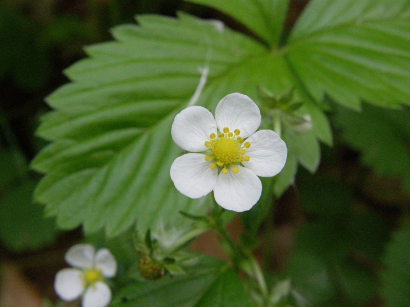 Woodland Strawberry