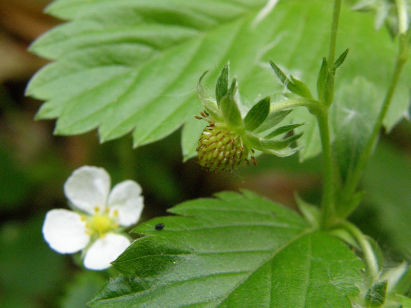 Woodland Strawberry