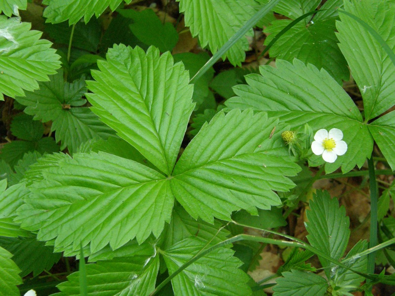 Woodland Strawberry