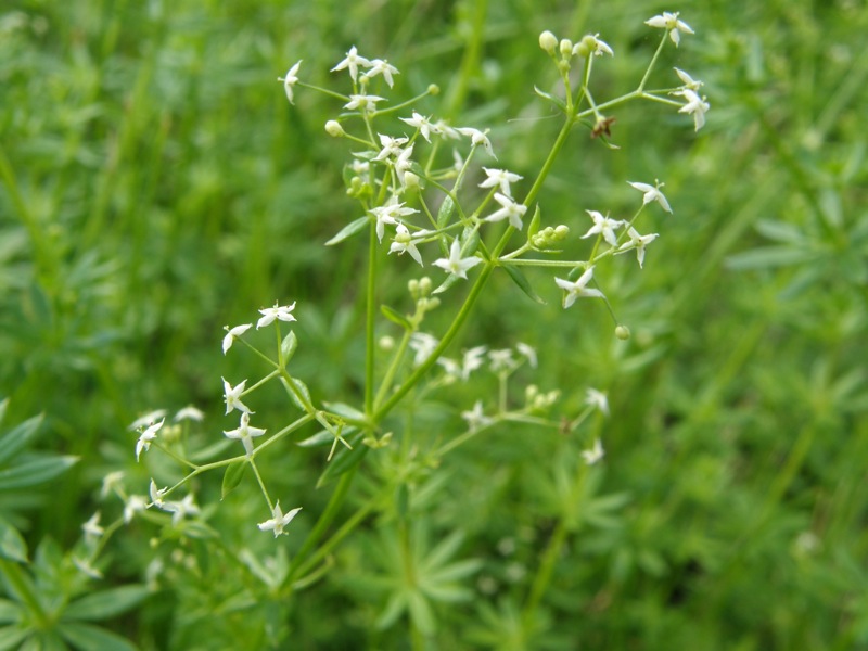 White Bedstraw