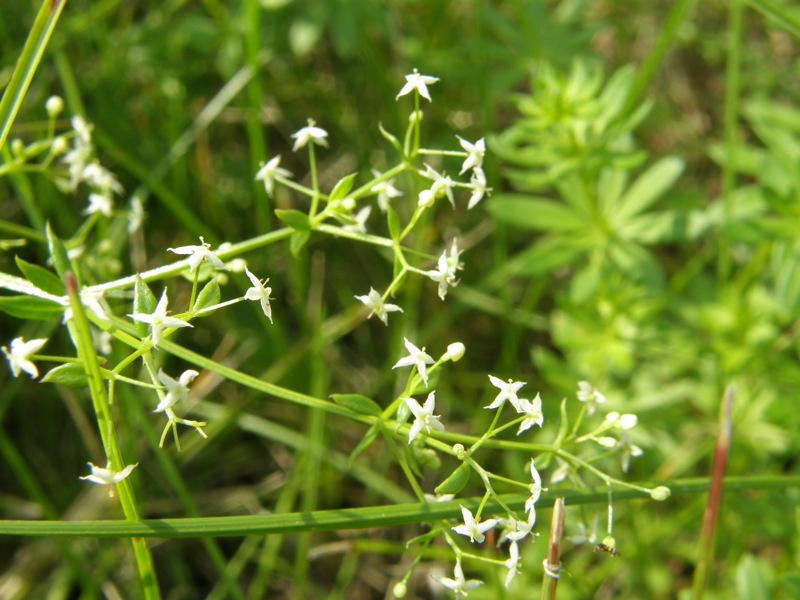 White Bedstraw