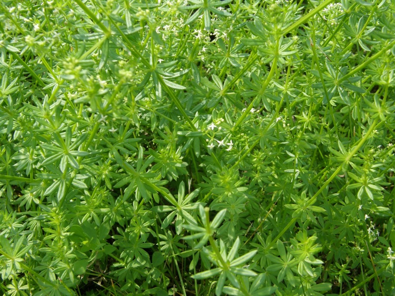 White Bedstraw