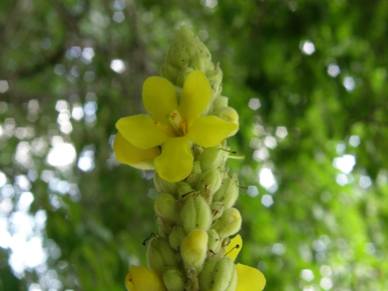 Common Mullein