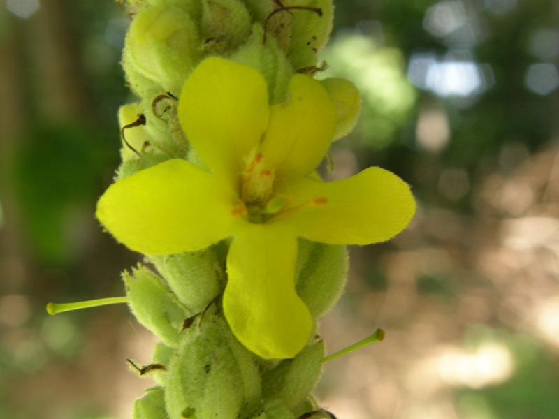 Common Mullein