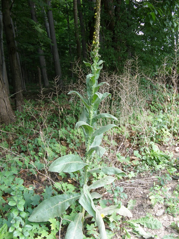 Common Mullein