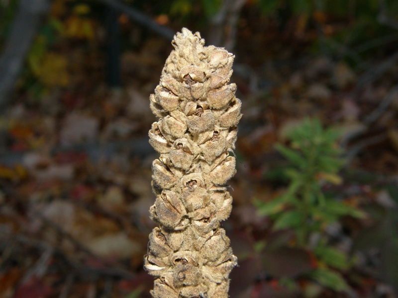 Common Mullein