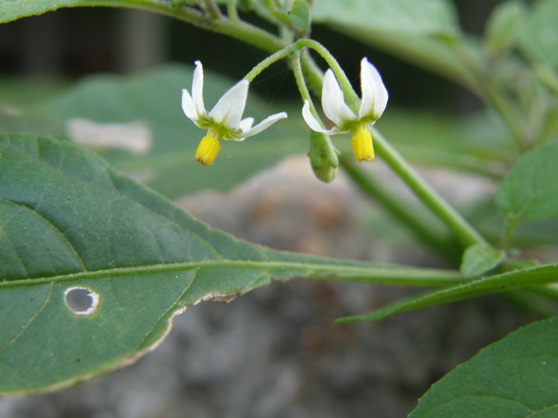 Common Nightshade