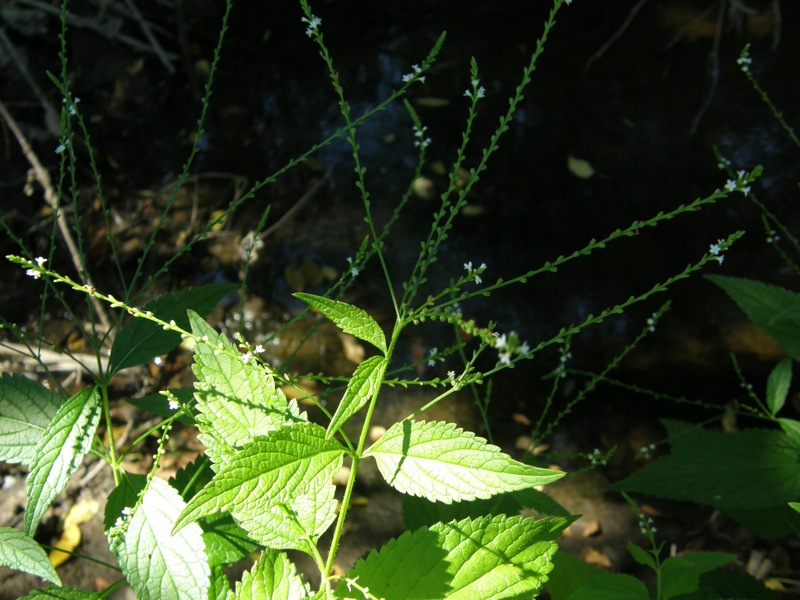 White Vervain