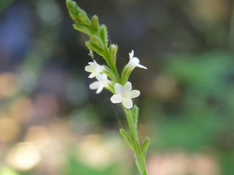 White Vervain