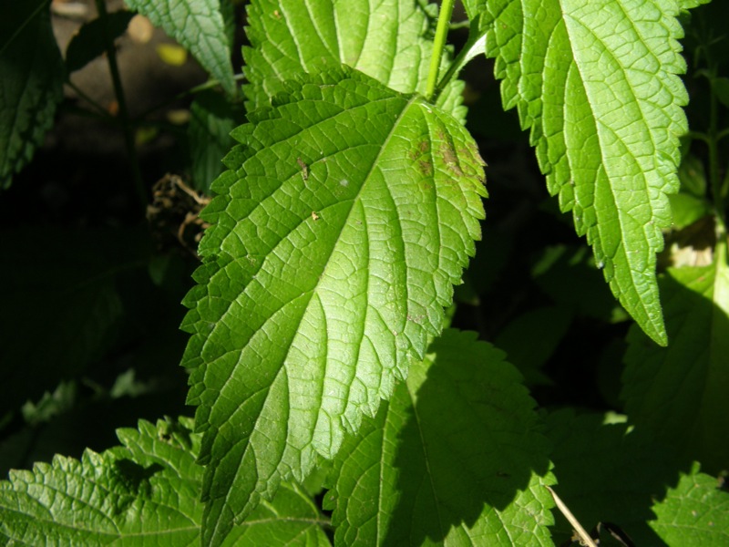 White Vervain