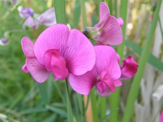 Everlasting Pea