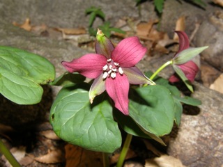 Purple Trillium