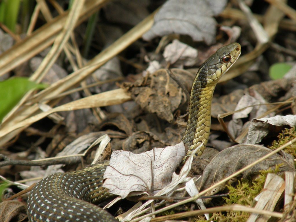 Garter Snake