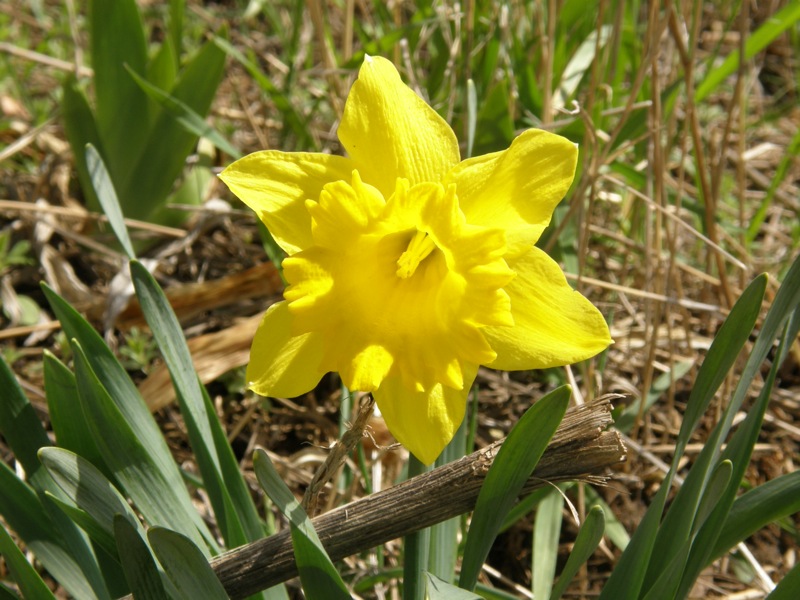 Daffodil