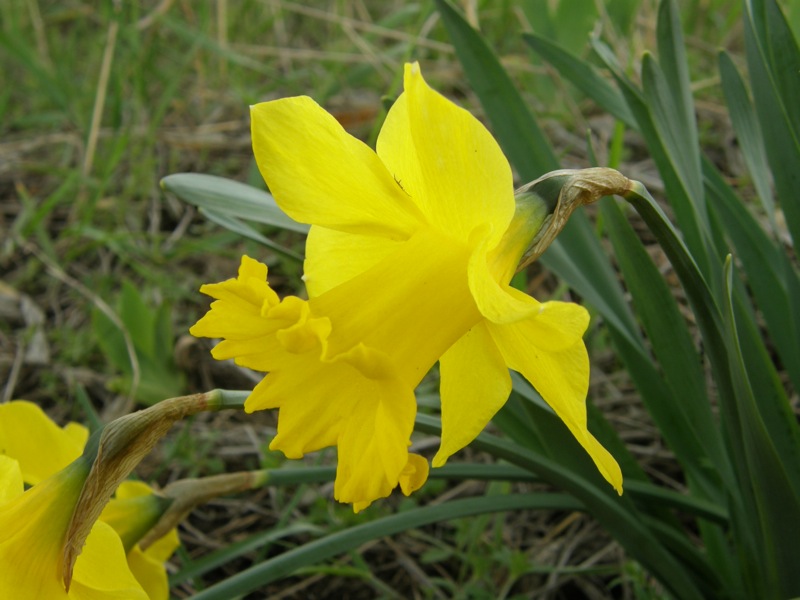 Daffodil