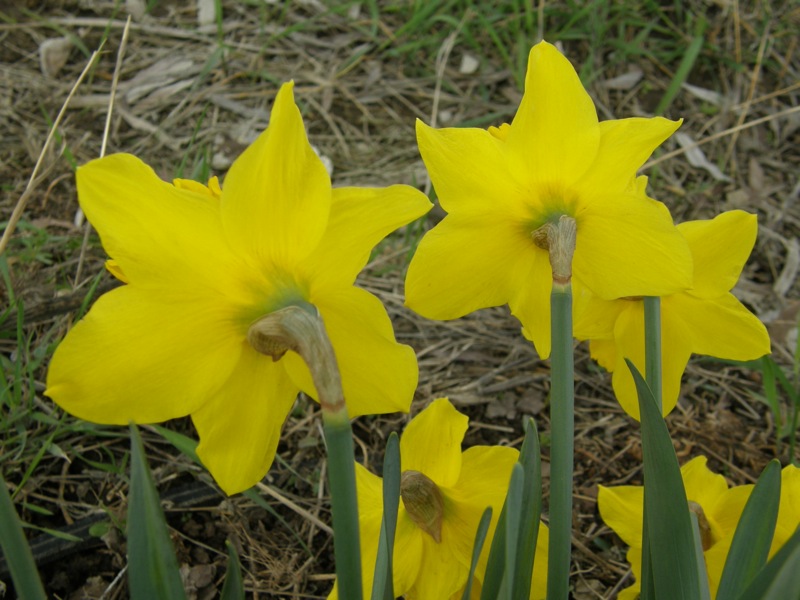 Daffodil