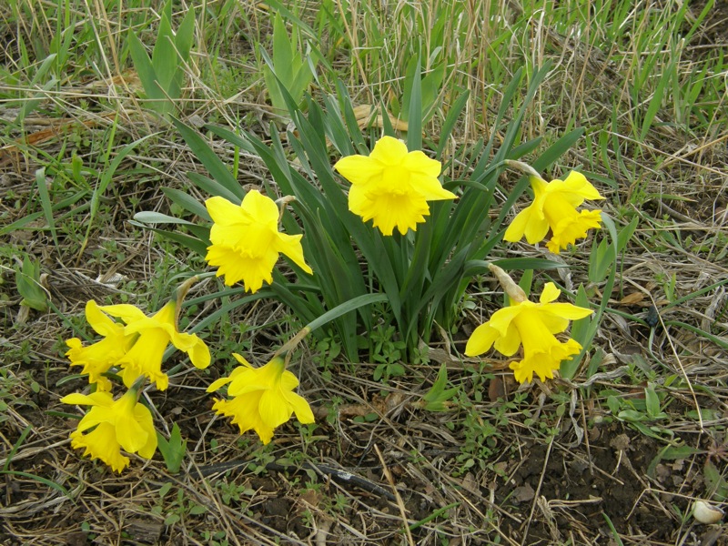 Daffodil