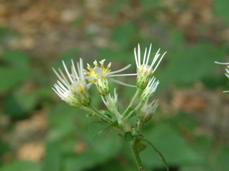 White Wood Aster