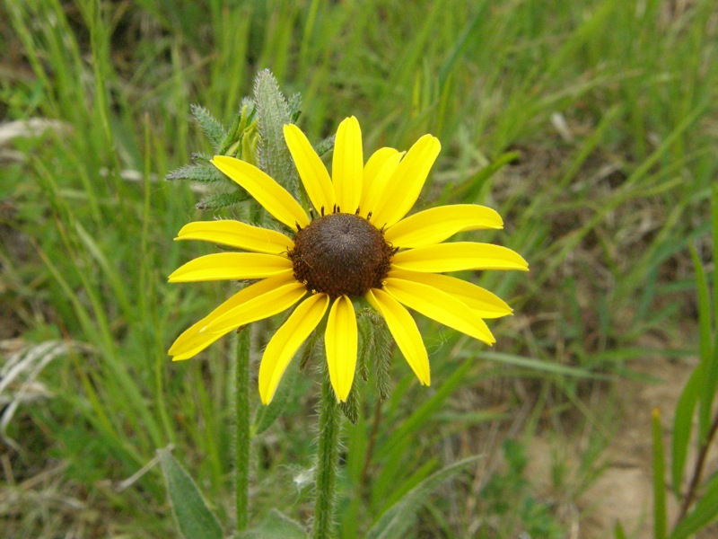 Black-eyed Susan