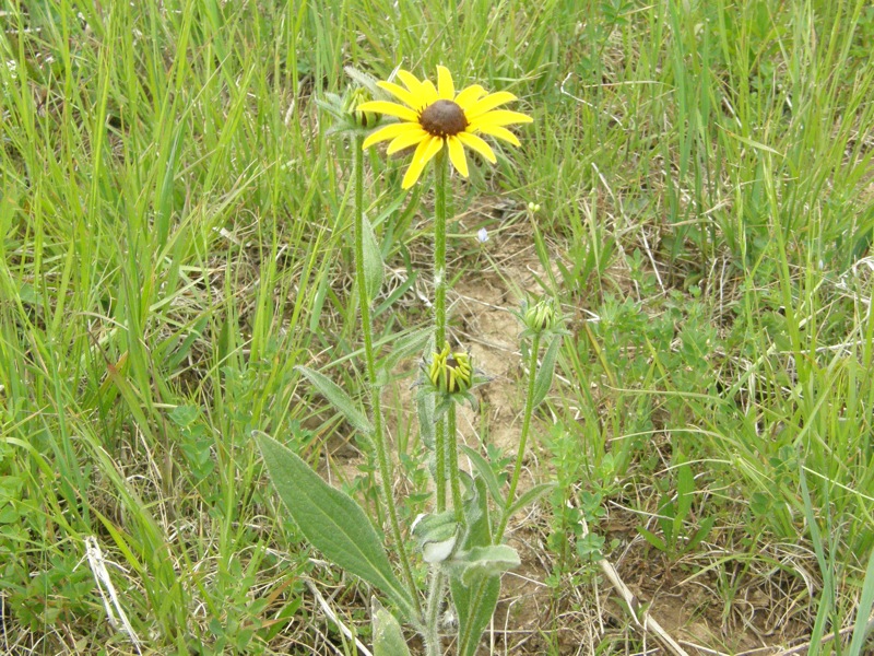 Black-eyed Susan