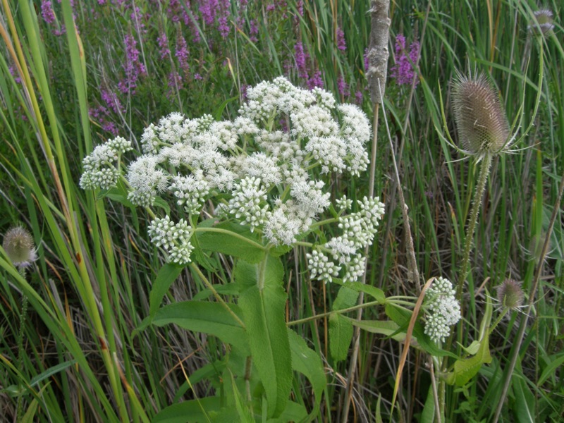 Boneset